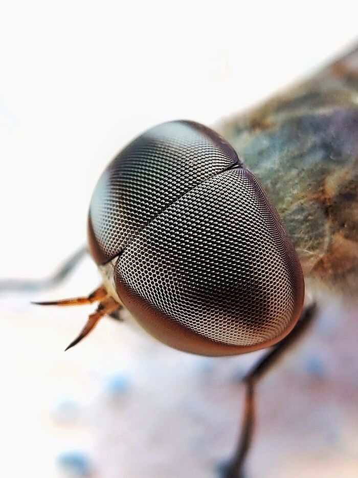 12 Stunning Spiders Captured By Saipixels