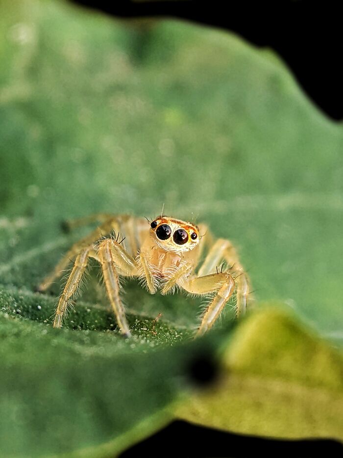 12 Stunning Spiders Captured By Saipixels