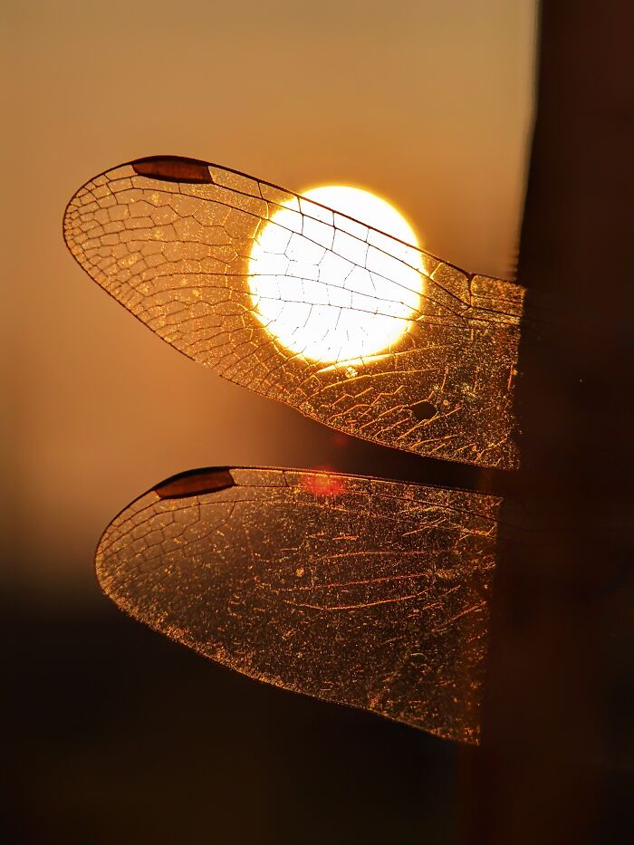 12 Stunning Spiders Captured By Saipixels