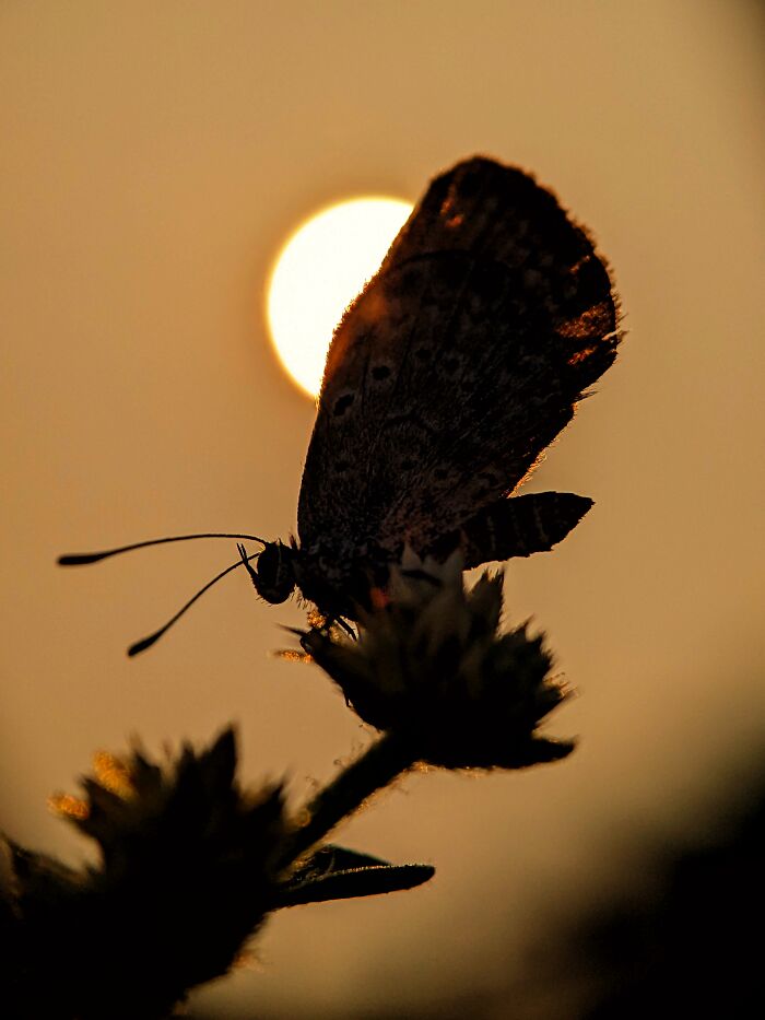 12 Stunning Spiders Captured By Saipixels