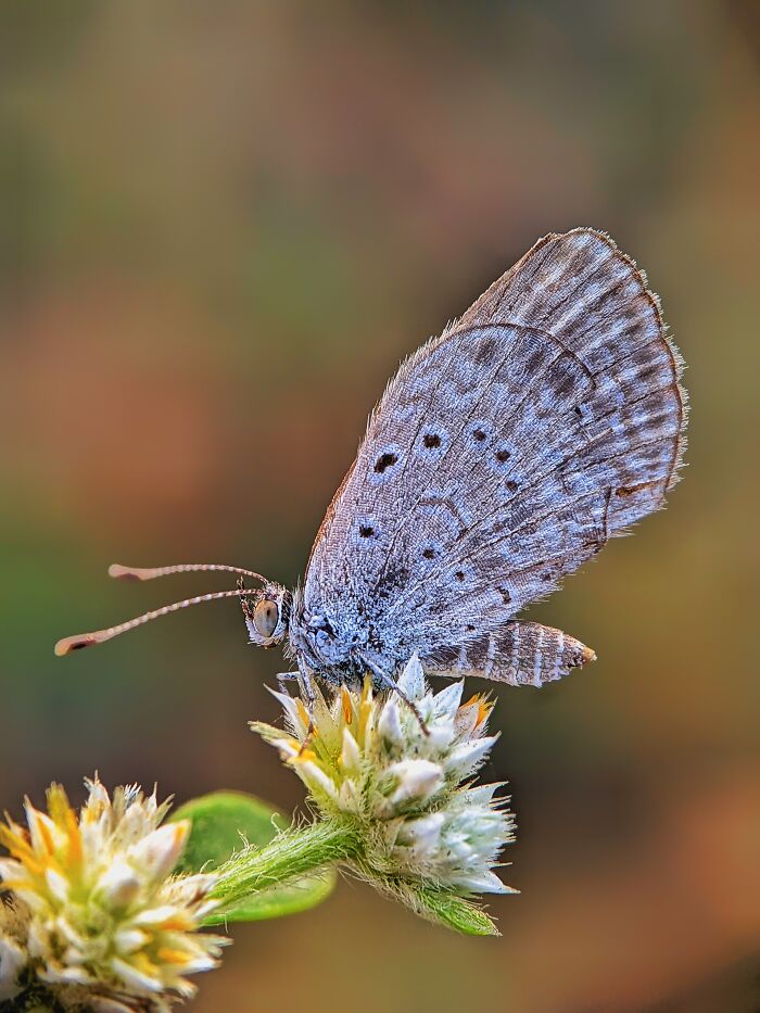 12 Stunning Spiders Captured By Saipixels