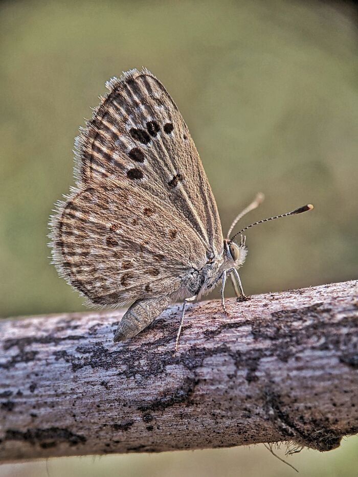 12 Stunning Spiders Captured By Saipixels