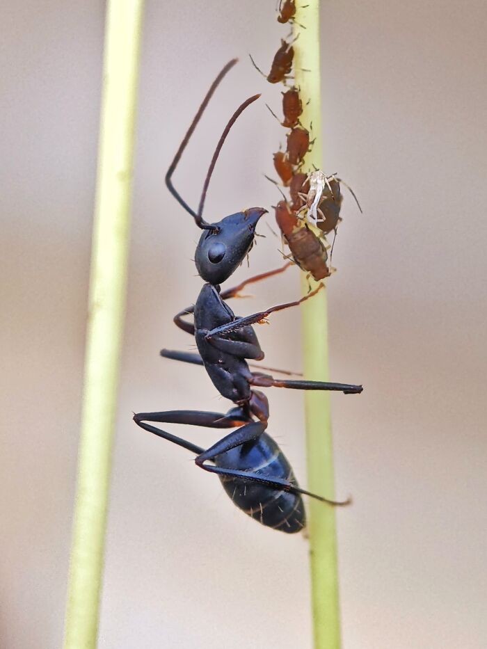 12 Stunning Spiders Captured By Saipixels
