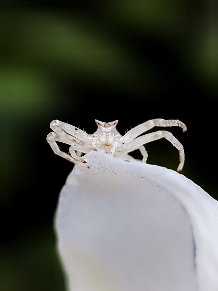 12 Stunning Spiders Captured By Saipixels