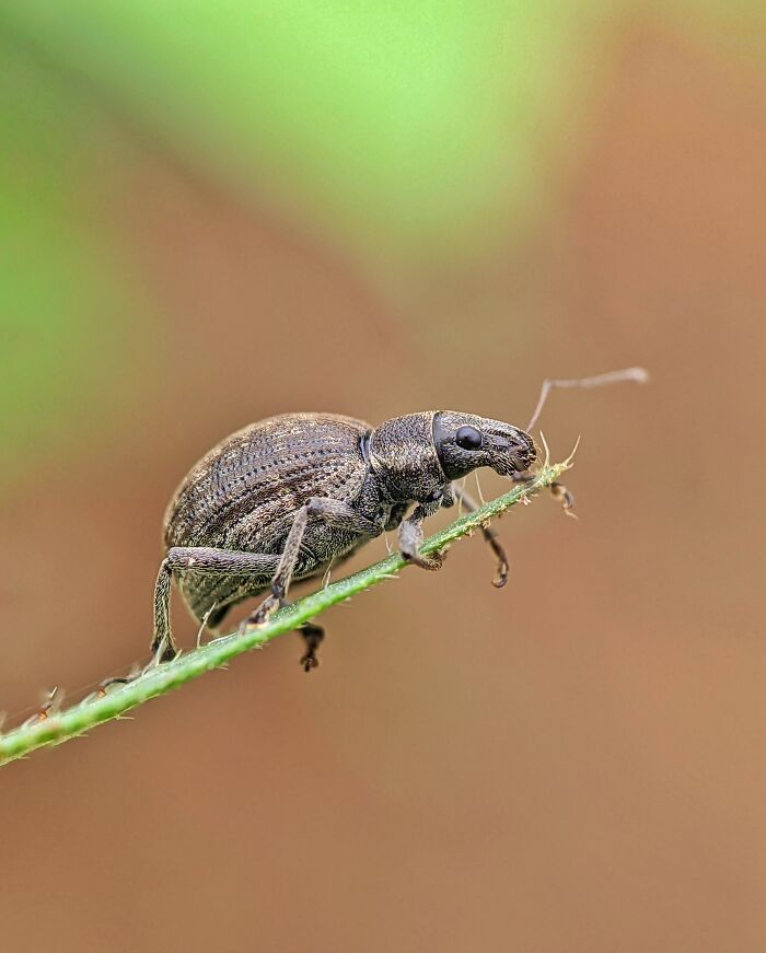 12 Stunning Spiders Captured By Saipixels