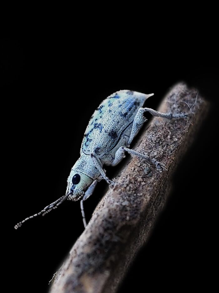 12 Stunning Spiders Captured By Saipixels