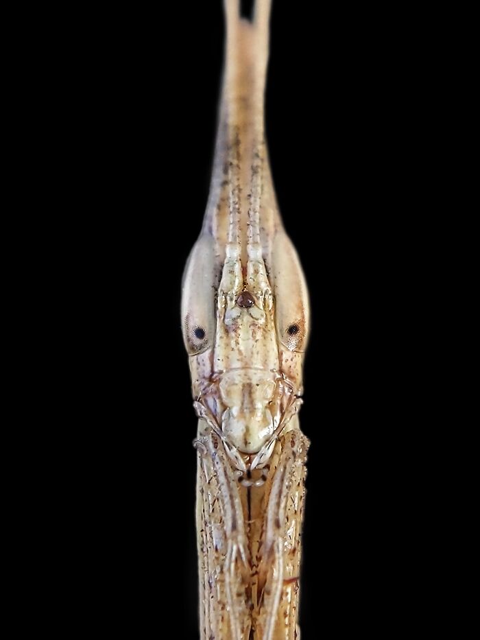 12 Stunning Spiders Captured By Saipixels