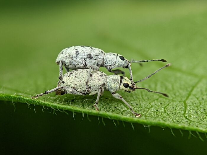 12 Stunning Spiders Captured By Saipixels
