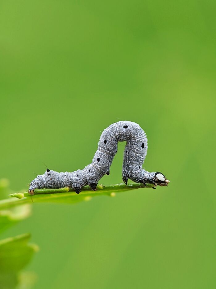 12 Stunning Spiders Captured By Saipixels