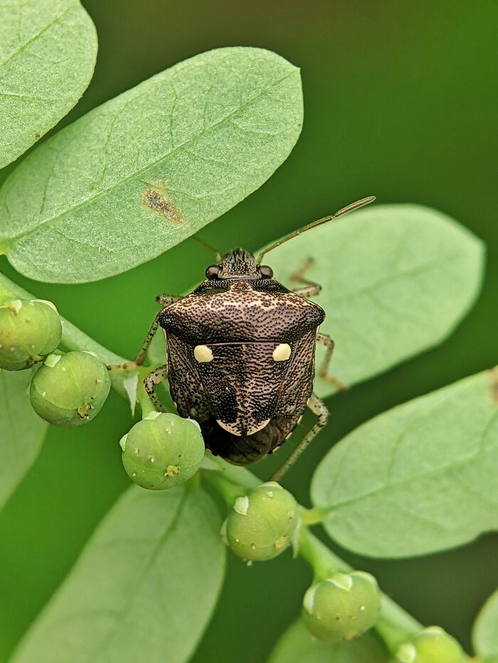 12 Stunning Spiders Captured By Saipixels