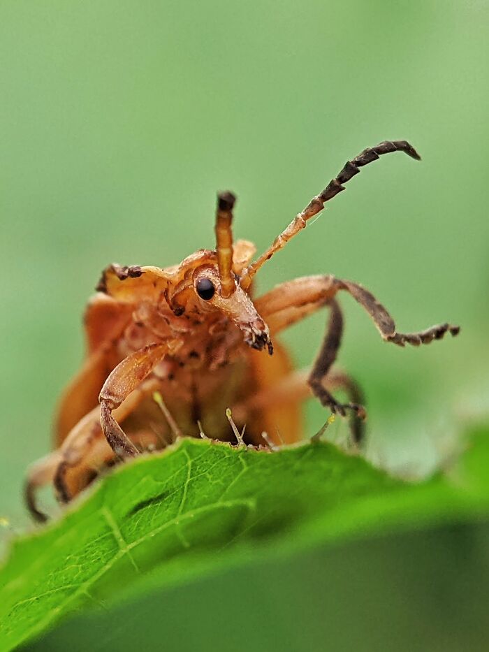 12 Stunning Spiders Captured By Saipixels