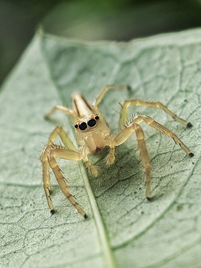 12 Stunning Spiders Captured By Saipixels