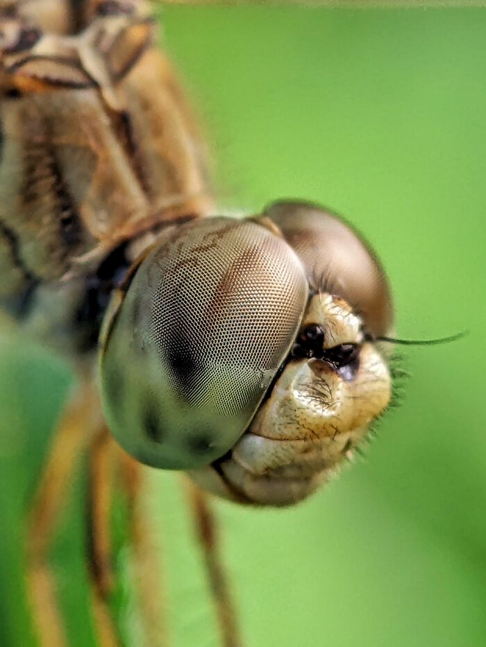 12 Stunning Spiders Captured By Saipixels