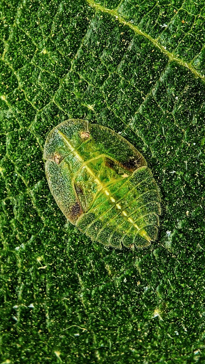 12 Stunning Spiders Captured By Saipixels