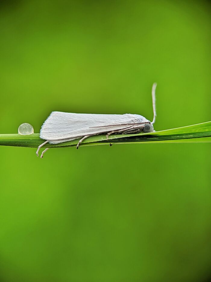 12 Stunning Spiders Captured By Saipixels