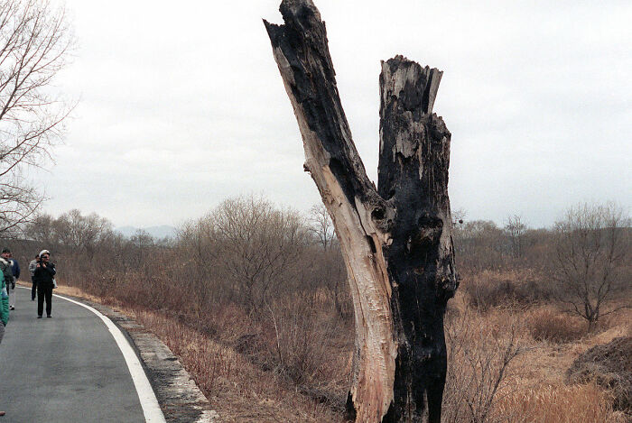 Burnt tree trunk along a road with people in the background, illustrating a hilarious historical event that sounds made-up.