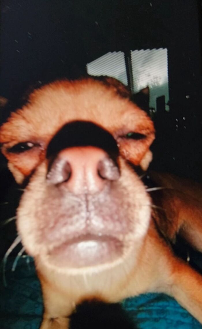 Close-up of a dog's face in an awkward photo, showcasing a humorous pet moment captured by its owner.