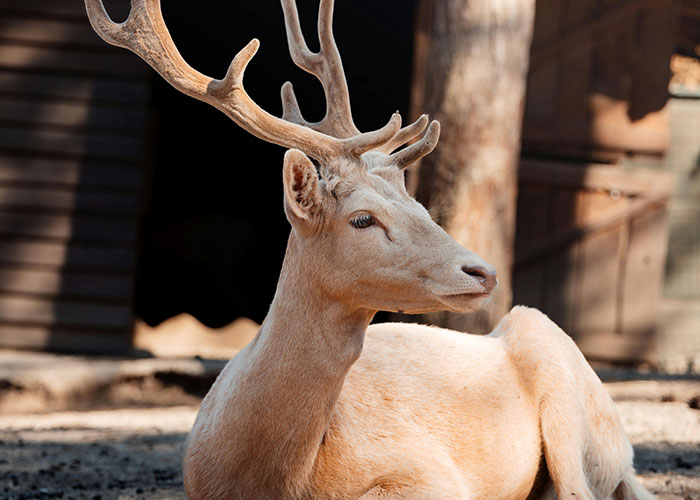 Light-colored deer with large antlers resting outdoors, illustrating surprising common knowledge about nature.