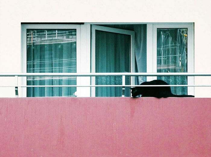 Black street cat resting on a pink balcony railing in front of glass doors, captured through street photography lens.