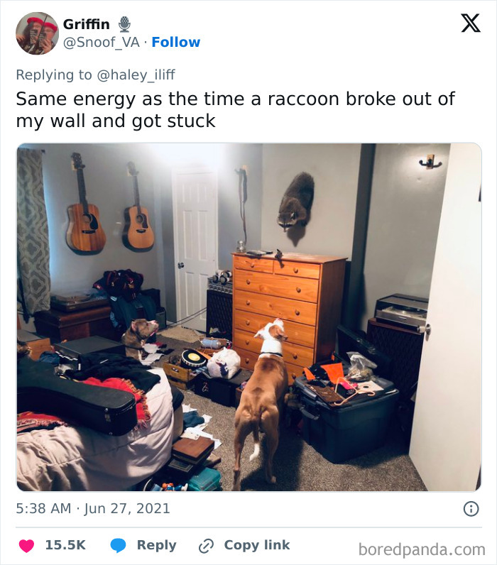 Two dogs looking at a raccoon stuck halfway through a wall in a cluttered room, showcasing animals stuck moments.