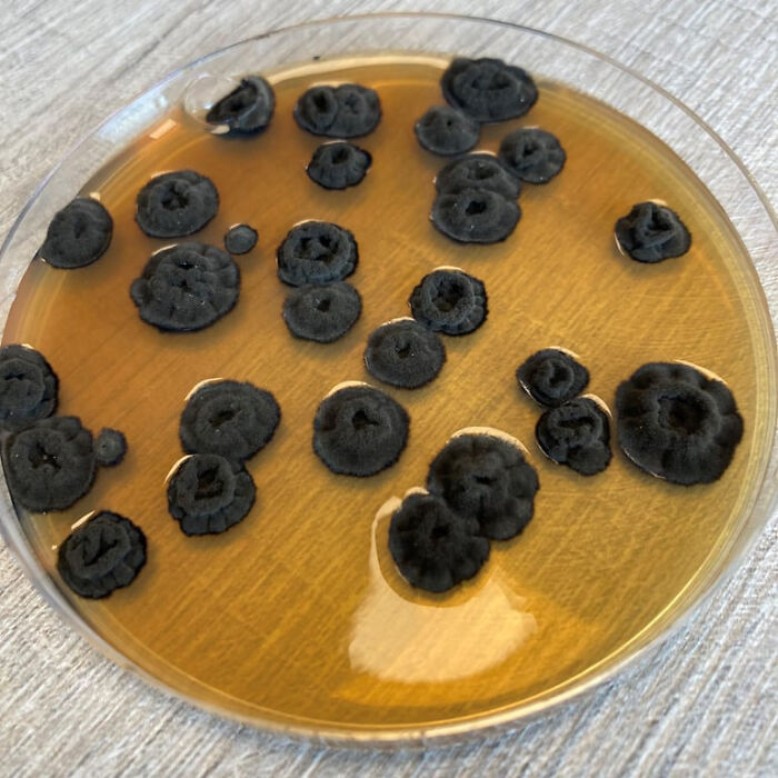 Petri dish with black mold colonies growing on a yellow medium representing forbidden foods to avoid for health.