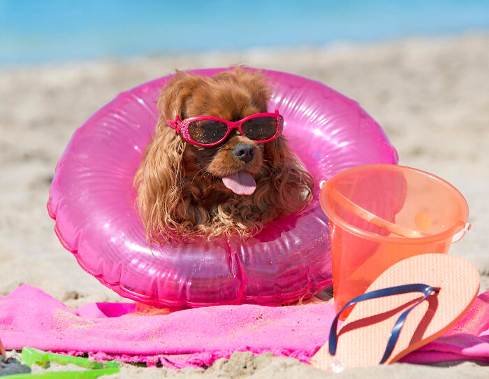 Dog mom pampering her pet at the beach with pink sunglasses and an inflatable ring, showcasing most insane dog mom things.