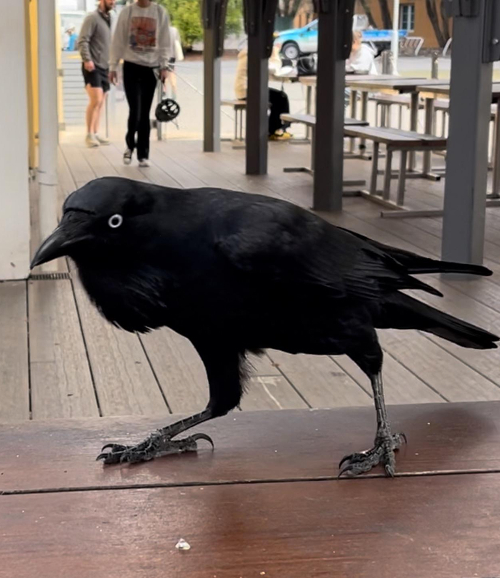Close-up of a black crow standing on a wooden table, one of the smartest animals studied according to science.