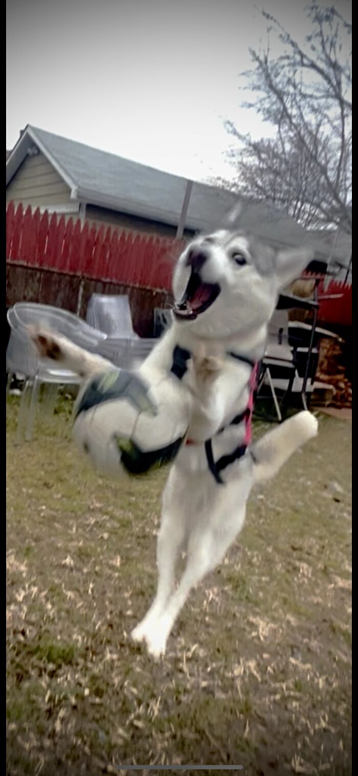 Husky in mid-air awkwardly playing with a soccer ball in a backyard, capturing a funny pet moment.