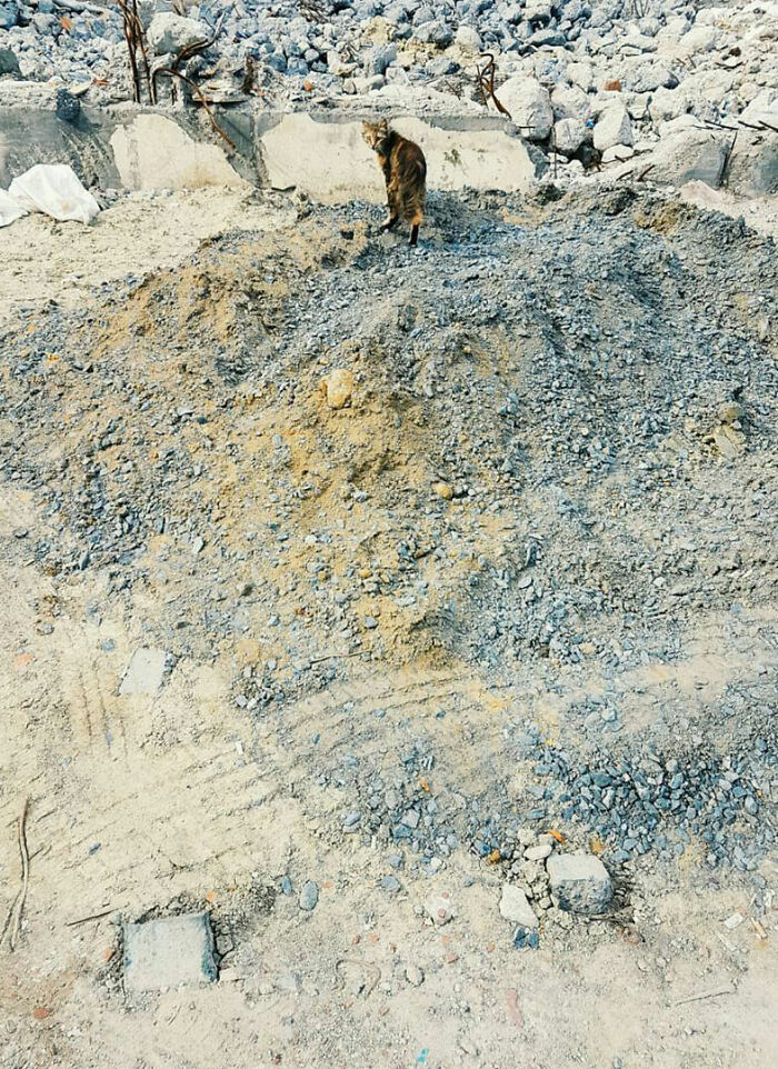 Tabby cat standing on rocky dirt terrain in urban area, captured as part of adorable cats from the streets photo series.