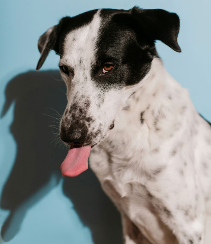 Black and white dog sticking out tongue against blue background, capturing a playful moment for family drama stories online