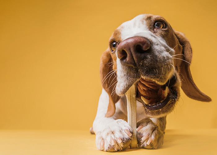Close-up of a 16-year-old dog chewing a bone, highlighting staff stunned by microchip info at the shelter.
