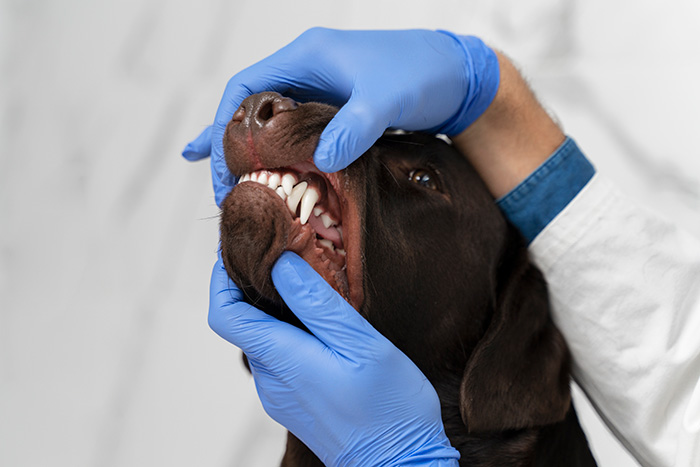 Veterinarian wearing blue gloves examining teeth of a 16-year-old dog with microchip info at shelter.