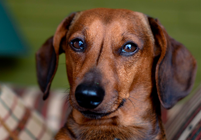 Close-up of a 16-year-old dog with a microchip, stunning shelter staff with its surprising information.