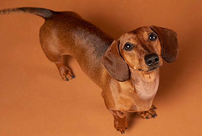 Brown Dachshund dog with expressive eyes looking up, highlighting microchip info and shelter care for senior pets.