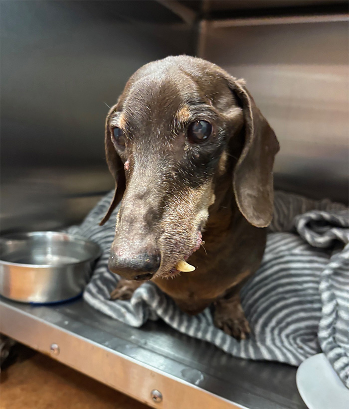 16-year-old dog with microchip information held by shelter staff in a kennel with a water bowl and blanket.
