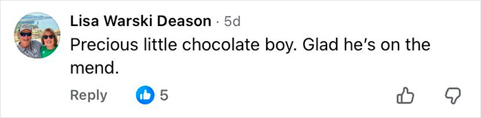 Comment from Lisa Warski Deason about a chocolate dog improving, related to microchip info on 16-year-old dog at shelter.