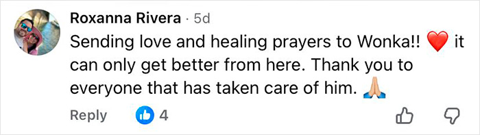 Comment expressing love and prayers for a 16-year-old dog left at shelter with microchip information revealed.