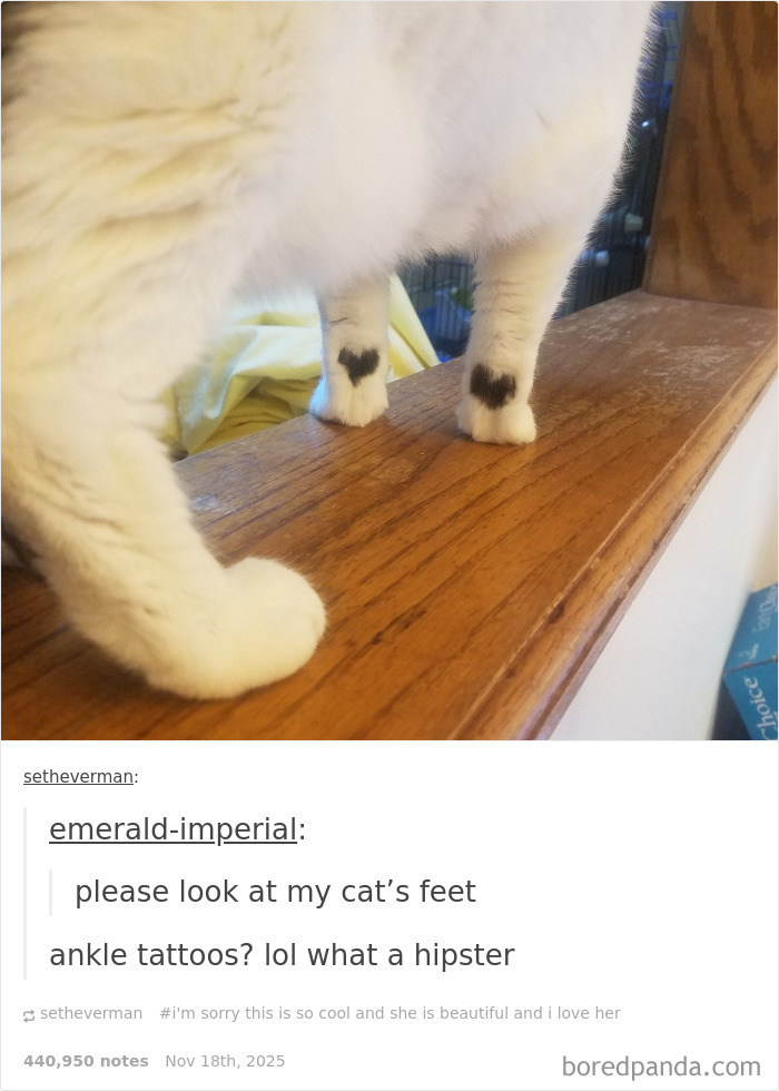 Close-up of cat’s legs showing heart-shaped black fur markings on white paws, perfect for cat memes fans.