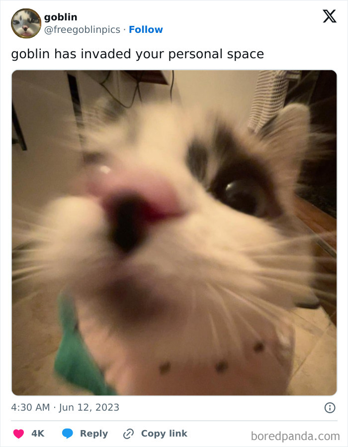 Close-up of a cat invading personal space, illustrating how pets affect personal space in funny new pics.