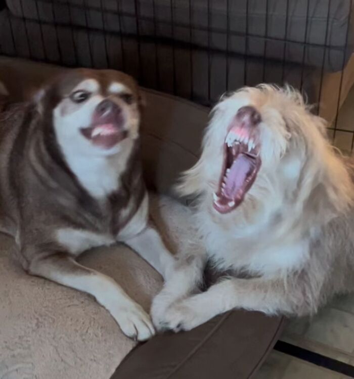 Two dogs making awkward faces while lying together on a pet bed, capturing funny pet moments.