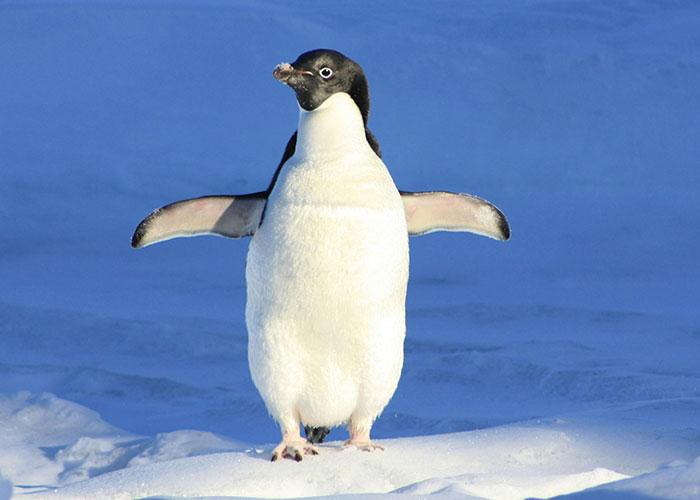 Adorable penguin standing on snowy ground with wings spread, illustrating fascinating common knowledge facts.