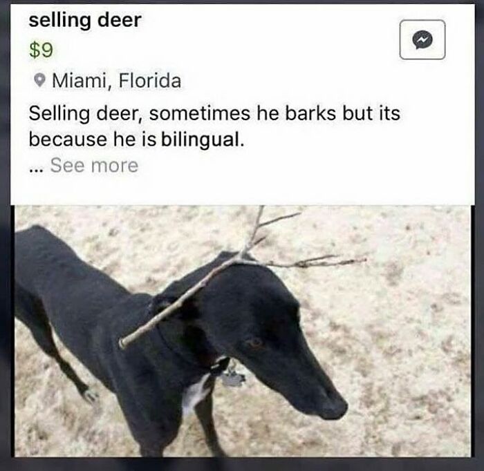 Funny and cute animal meme showing a dog with sticks on its head listed as a bilingual deer for sale in Miami.