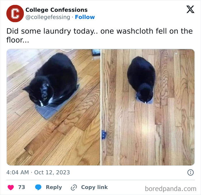 Black cat sitting on a washcloth on wooden floor, illustrating relatable moments in students and young adults' lives.