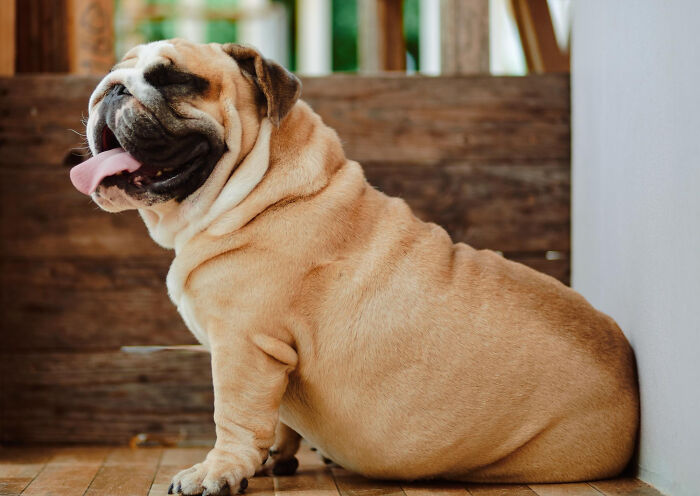 Happy bulldog sitting on wooden floor with tongue out, showcasing most insane dog mom things in cozy home setting.