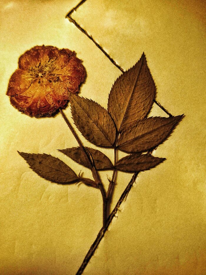 I Took 20 Captivating Shots Of Flowers