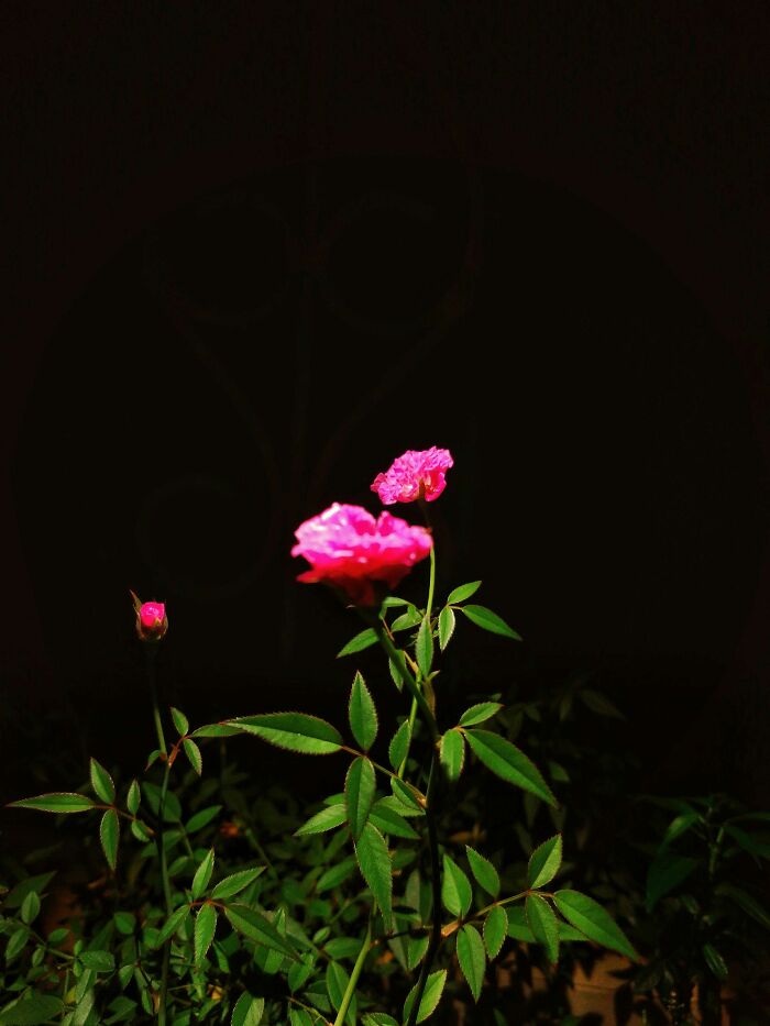 I Took 20 Captivating Shots Of Flowers