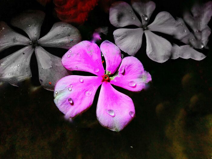 I Took 20 Captivating Shots Of Flowers