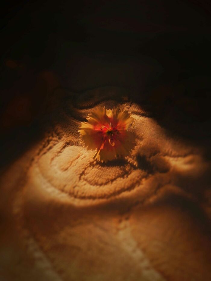 I Took 20 Captivating Shots Of Flowers