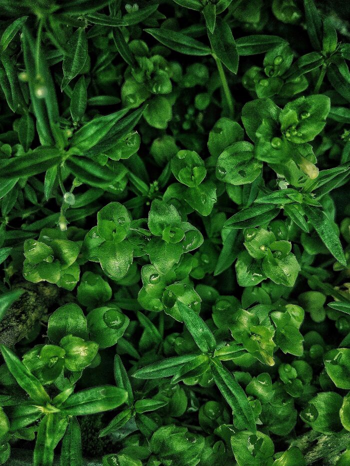 I Took 20 Captivating Shots Of Flowers