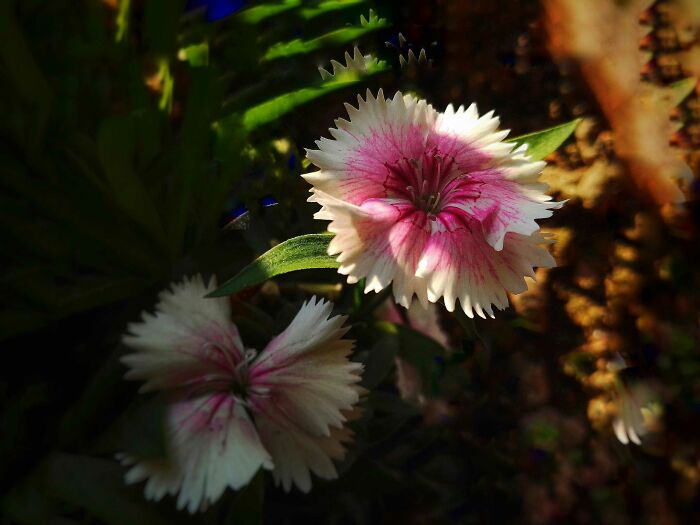 I Took 20 Captivating Shots Of Flowers